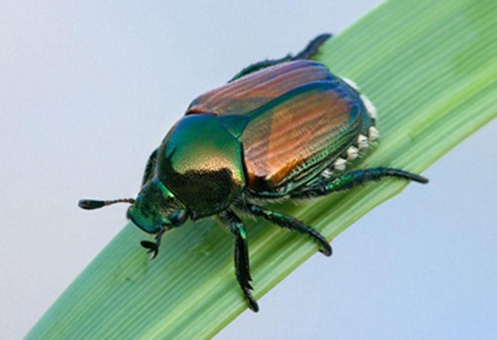 Japanese Beetle on leaf